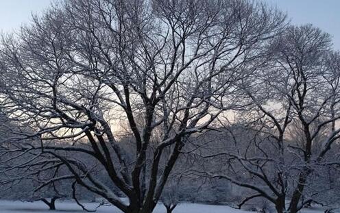 辛卯年松柏木命哪年出生好